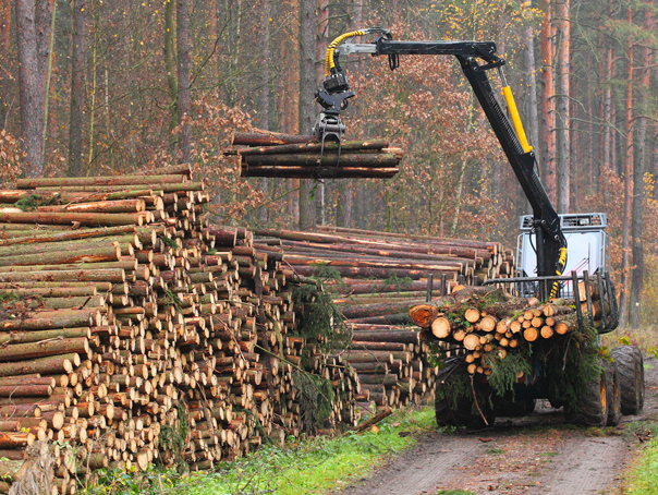 What Happened When a Public Institute Became a De Facto Lobbying Arm of the Timber Industry